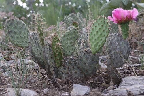 Plains Pricklypear