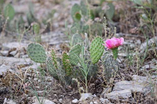 Plains Pricklypear