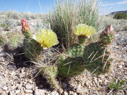Plains Pricklypear