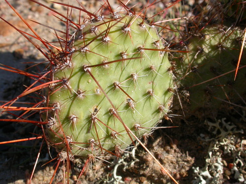 Plains Pricklypear