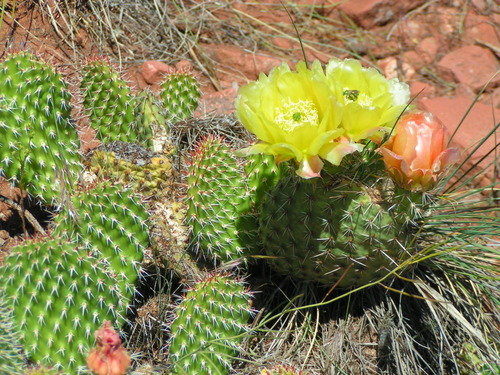 Plains Pricklypear