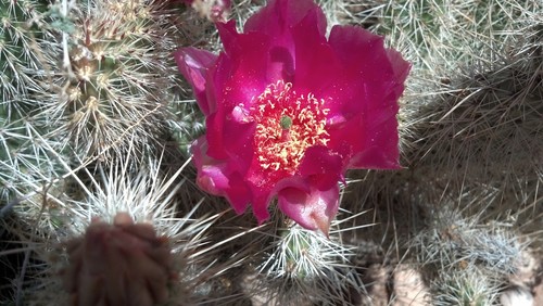 Plains Pricklypear