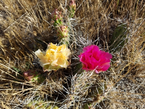 Plains Pricklypear