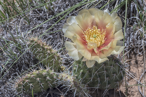 Plains Pricklypear