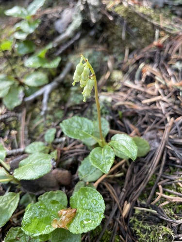 one-sided wintergreen