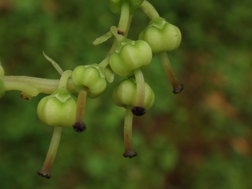 one-sided wintergreen