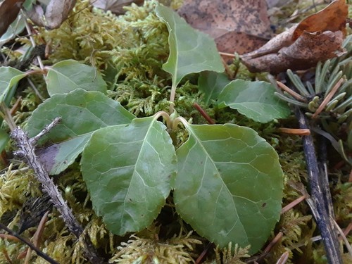 one-sided wintergreen