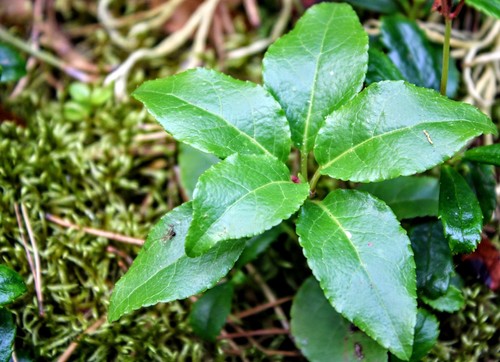 one-sided wintergreen