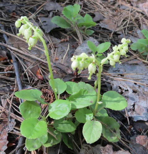 one-sided wintergreen