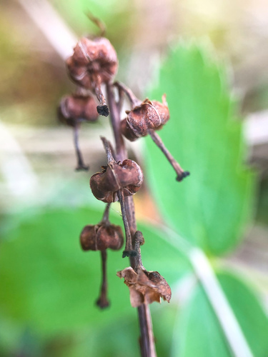 one-sided wintergreen