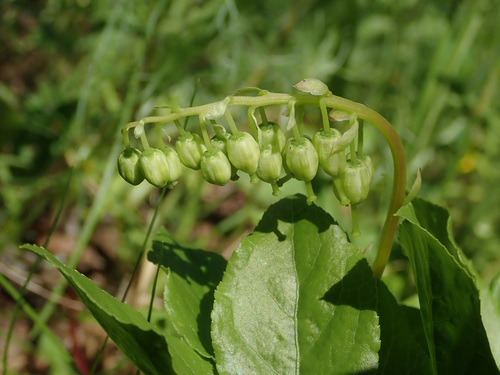 one-sided wintergreen