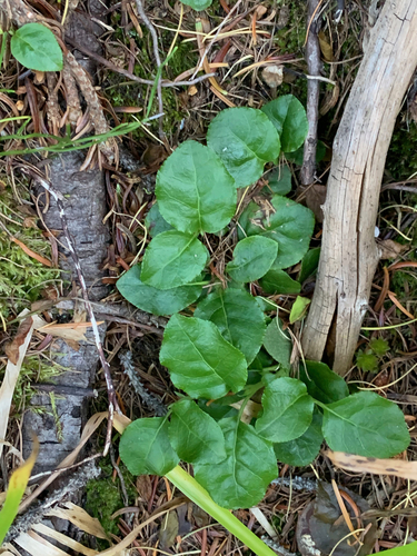 one-sided wintergreen