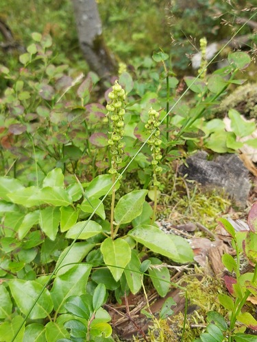 one-sided wintergreen