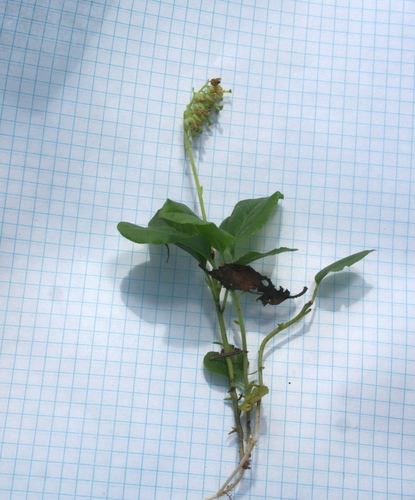 one-sided wintergreen