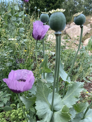 opium poppy