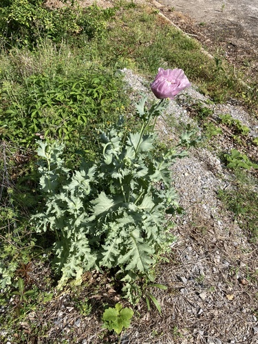 opium poppy