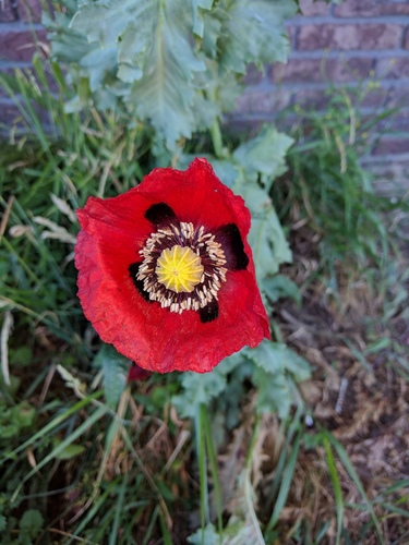 opium poppy