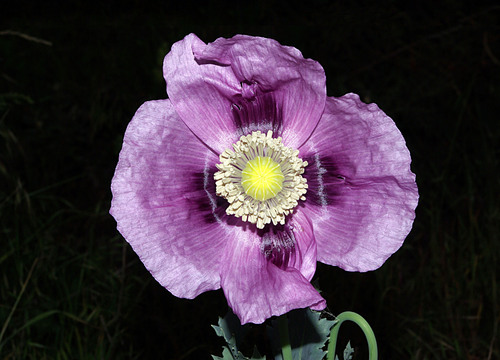 opium poppy