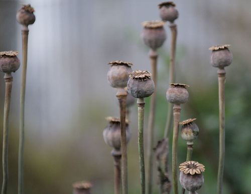 opium poppy