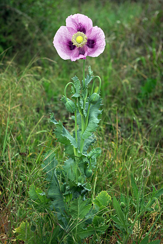 opium poppy