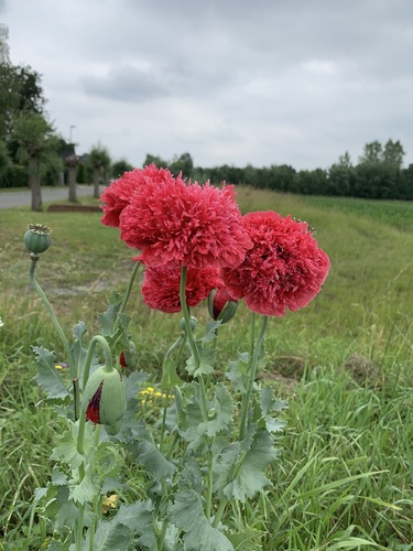 opium poppy