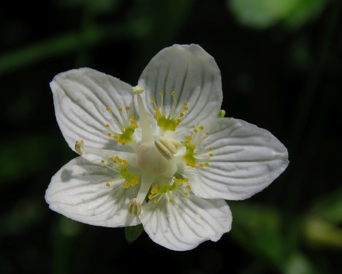 marsh grass-of-Parnassus