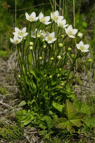 marsh grass-of-Parnassus