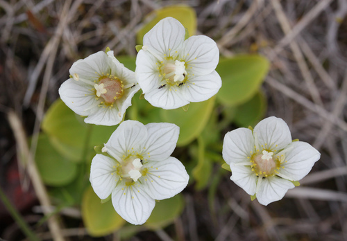 marsh grass-of-Parnassus