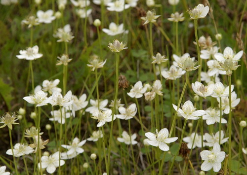 marsh grass-of-Parnassus