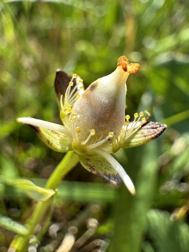 marsh grass-of-Parnassus