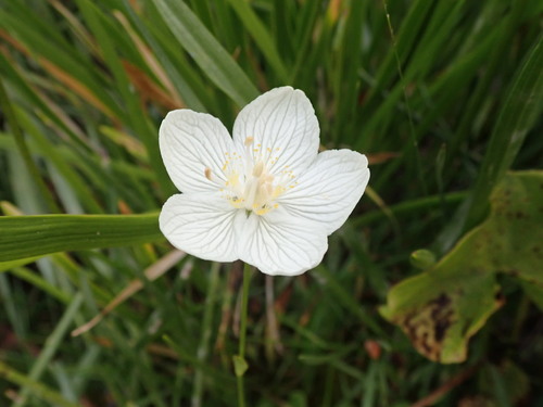 marsh grass-of-Parnassus