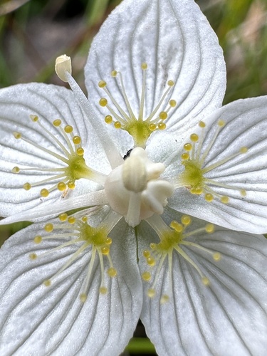 marsh grass-of-Parnassus