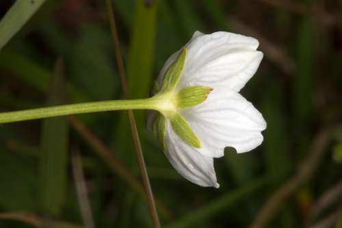 marsh grass-of-Parnassus
