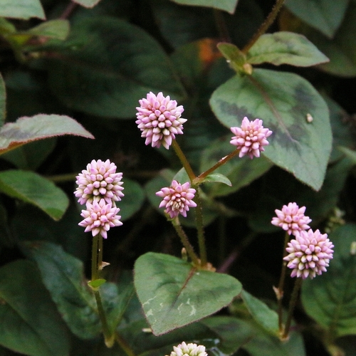 pink knotweed