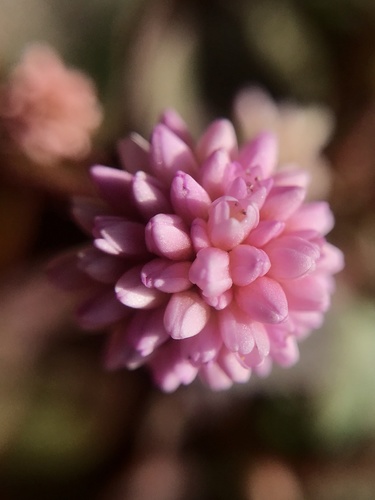 pink knotweed