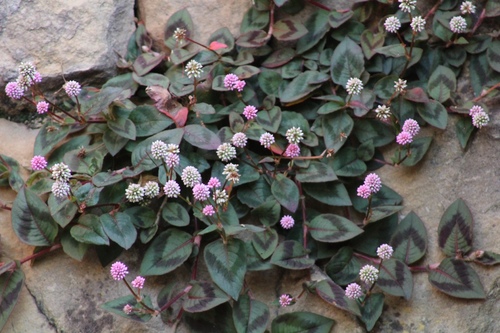pink knotweed