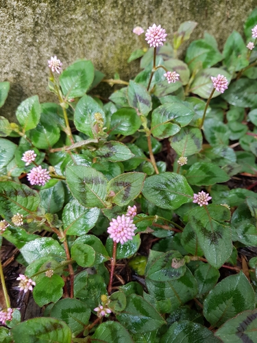 pink knotweed