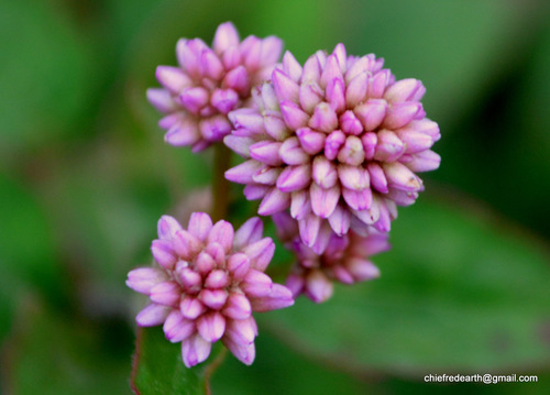 pink knotweed