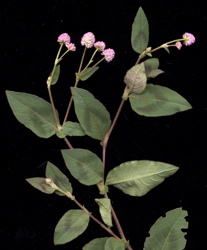 pink knotweed