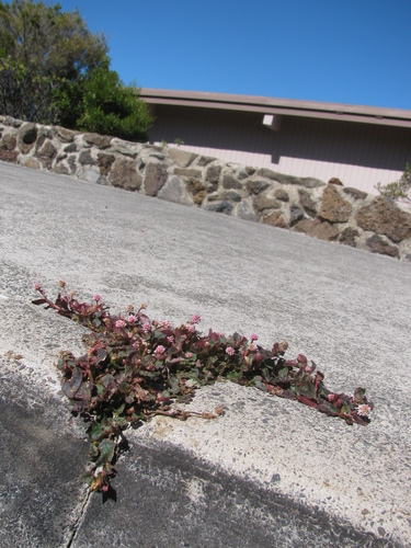 pink knotweed