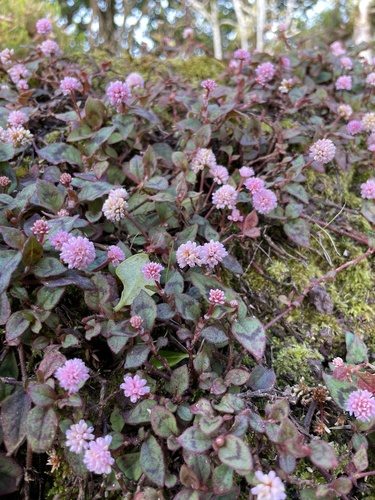 pink knotweed