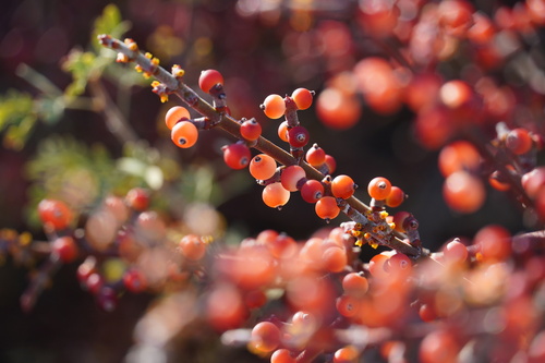 Mesquite Mistletoe