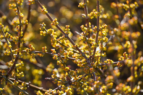 Mesquite Mistletoe