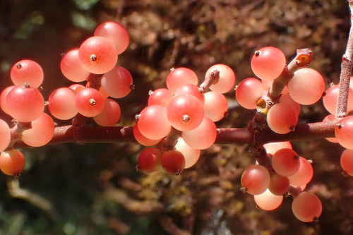 Mesquite Mistletoe