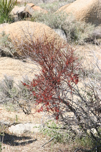 Mesquite Mistletoe