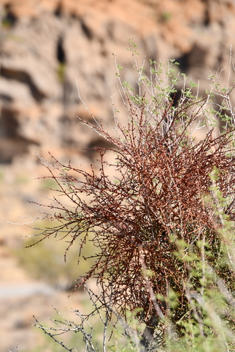 Mesquite Mistletoe