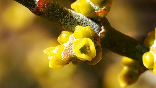 Mesquite Mistletoe