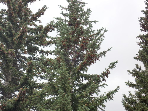 Engelmann spruce
