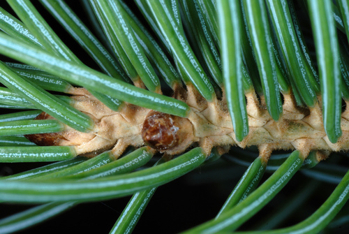 Engelmann spruce