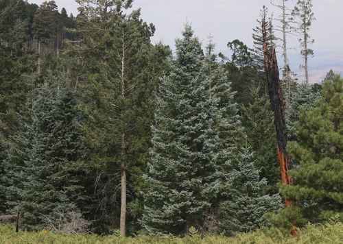 Engelmann spruce
